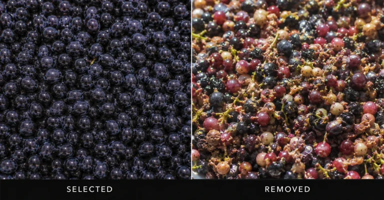 Optical sorting comparison showing selected wine grapes beside rejected berries and material before fermentation