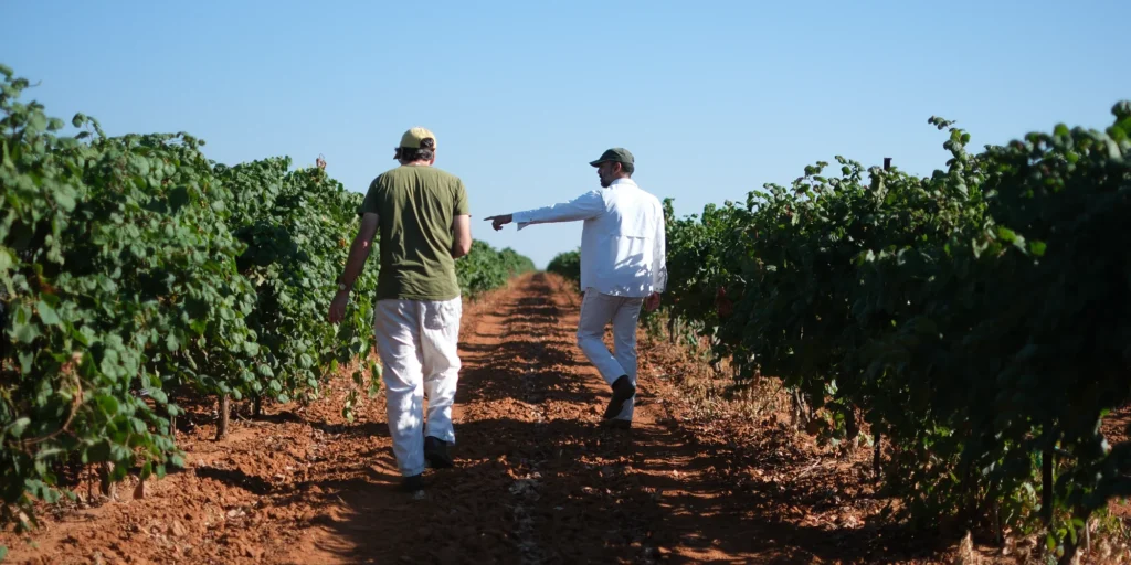 Reddy Vineyards team walking rows in the Texas High Plains to study vine growth and conditions