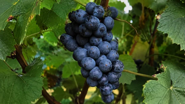 souzao-grapes-texas-hill-country Close-up of ripe Souzão grapes growing in the Texas Hill Country