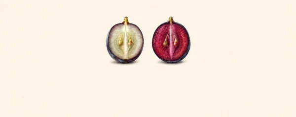 Diagram comparing a typical red wine grape with pale flesh to a teinturier grape with pigmented red flesh.