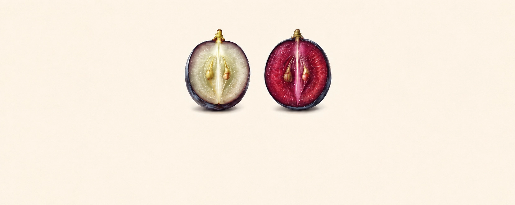 Diagram comparing a typical red wine grape with pale flesh to a teinturier grape with pigmented red flesh.