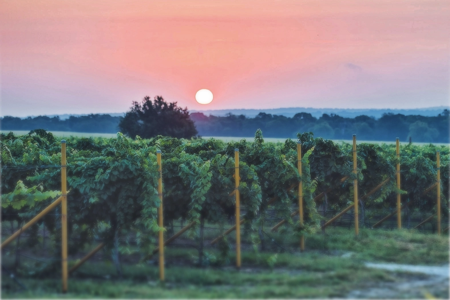 Vineyard rows at Texas Heritage Vineyard in the Texas Hill Country, where estate Souzão is grown.