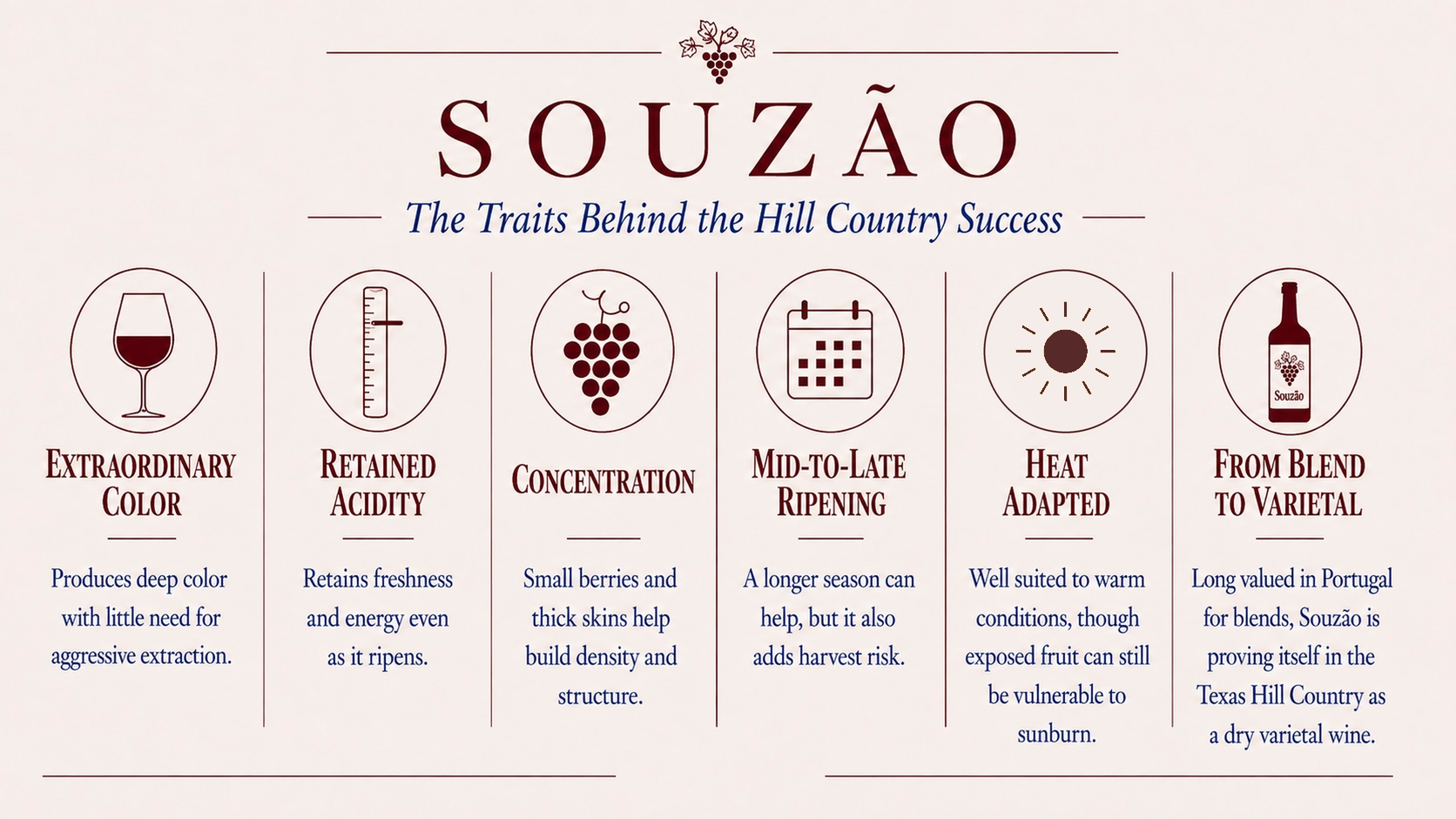 Graphic showing six traits that help Souzão succeed in the Texas Hill Country, including deep color, retained acidity, concentration, late ripening and heat tolerance.