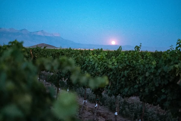 Dell Valley Vineyard at dusk, with vineyard rows, mountains and the moon over West Texas