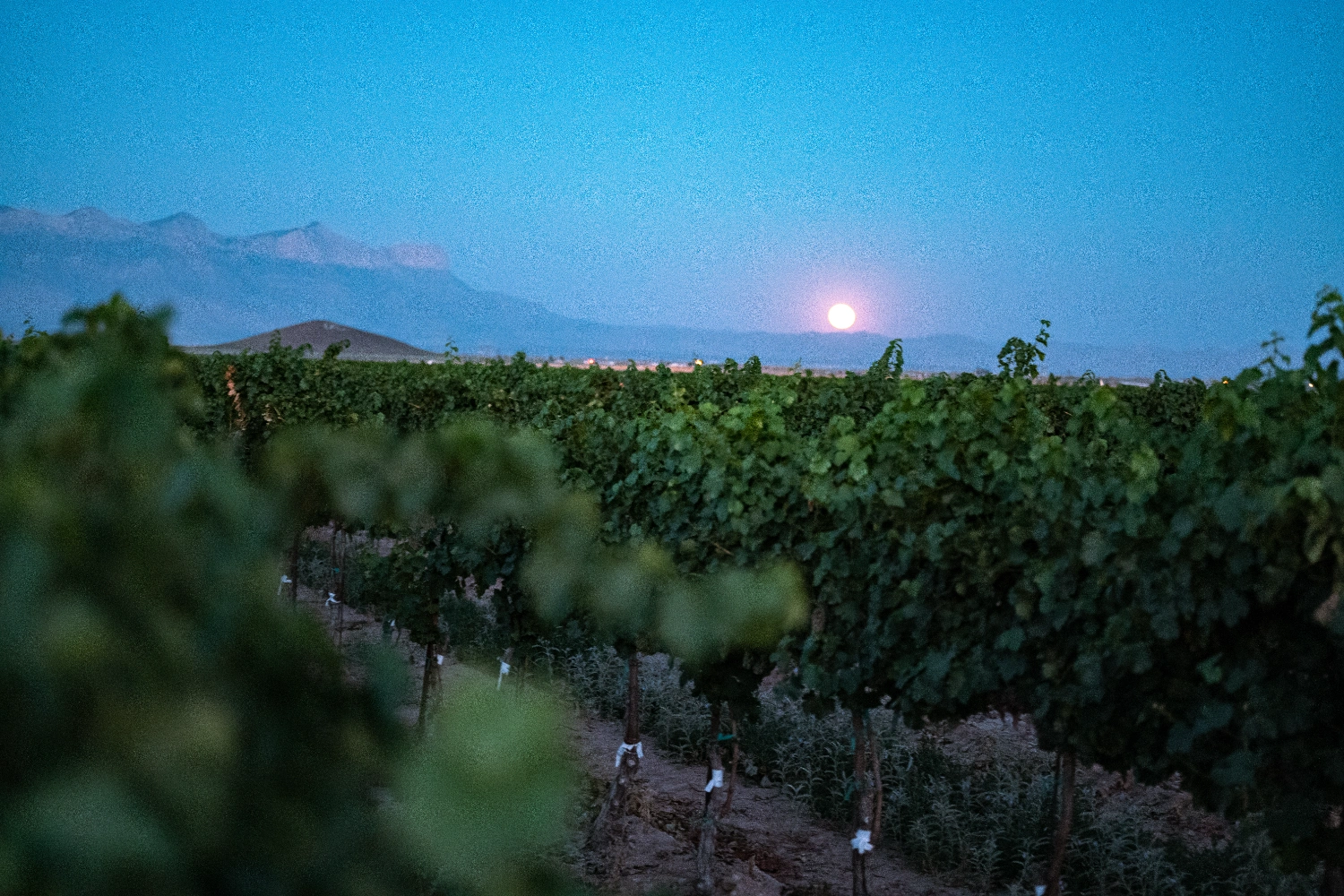 Dell Valley Vineyard at dusk, with vineyard rows, mountains and the moon over West Texas